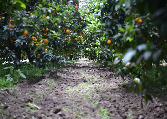 לינה וארוחת בוקר Casa Solares 4*