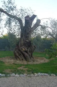Casa Solares Alojamento de Acomodação e Pequeno-almoço Solfara Mare